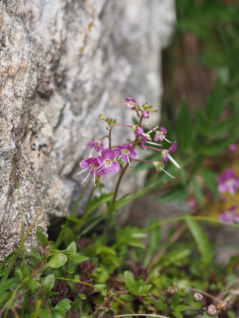 Veronica schmidtiana var. shiragamiensis photo 2