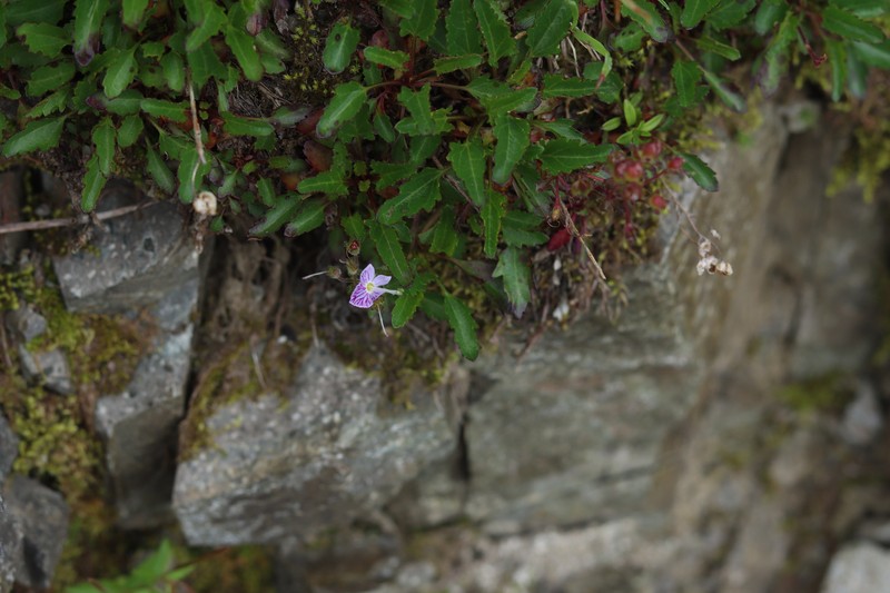 Veronica schmidtiana var. shiragamiensis photo 3