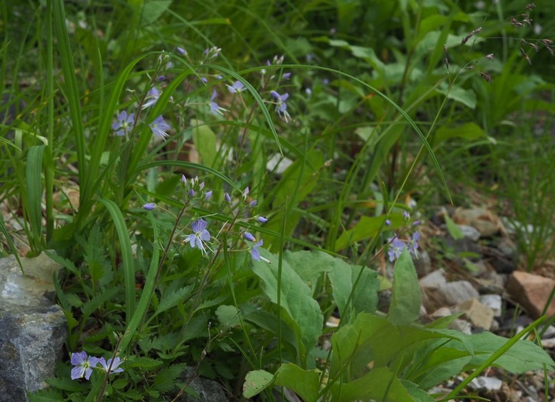 Veronica schmidtiana var. shiragamiensis photo 4