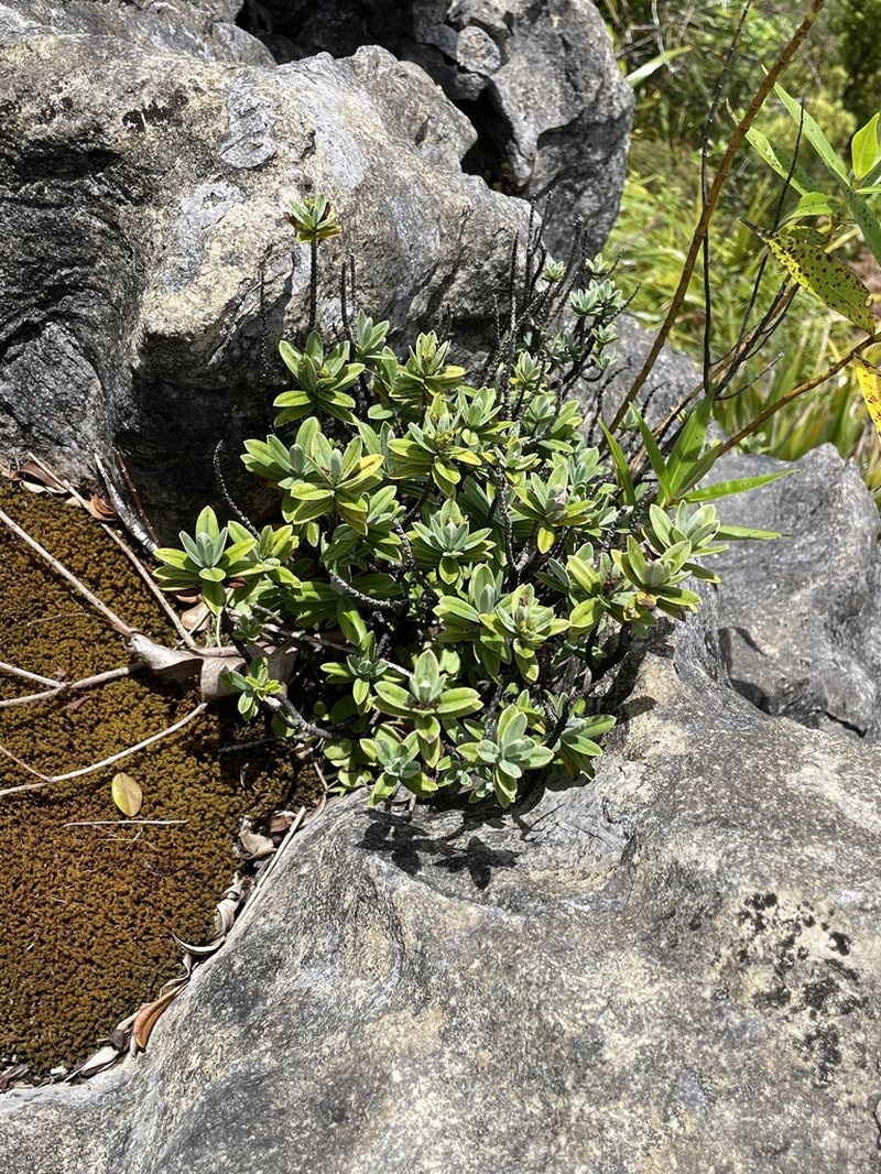 Veronica scopulorum