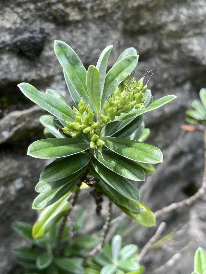 Veronica scopulorum photo 3