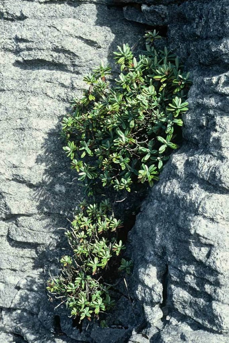 Veronica scopulorum photo 4