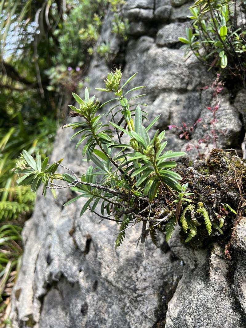 Veronica scopulorum photo 5