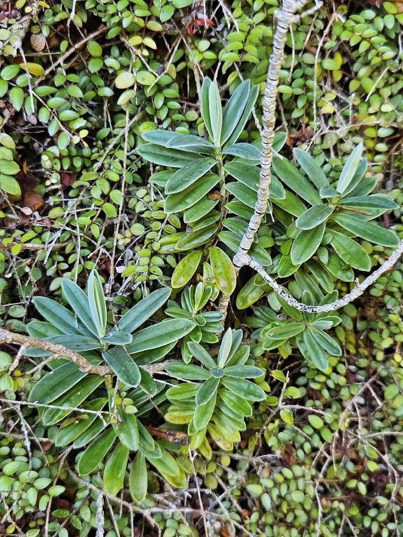 Veronica scopulorum photo 6