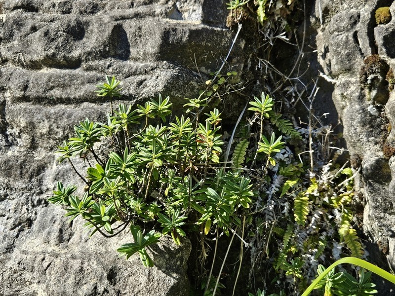 Veronica scopulorum photo 8