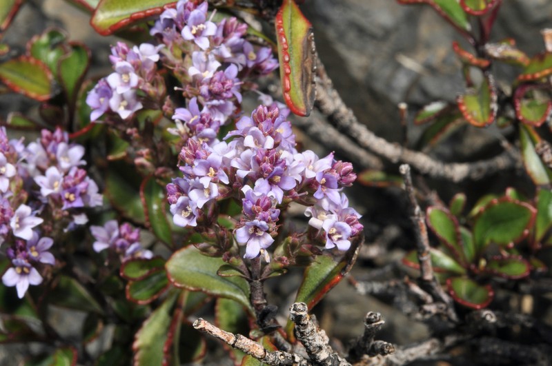 Veronica scrupea photo 2