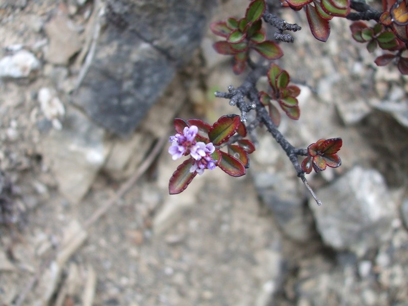 Veronica scrupea photo 3