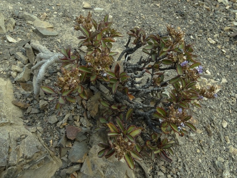 Veronica scrupea photo 5