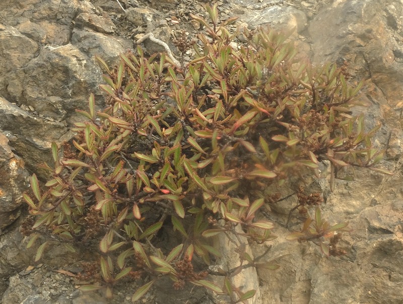 Veronica scrupea photo 6