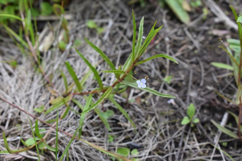 Skullcap Speedwell photo 4