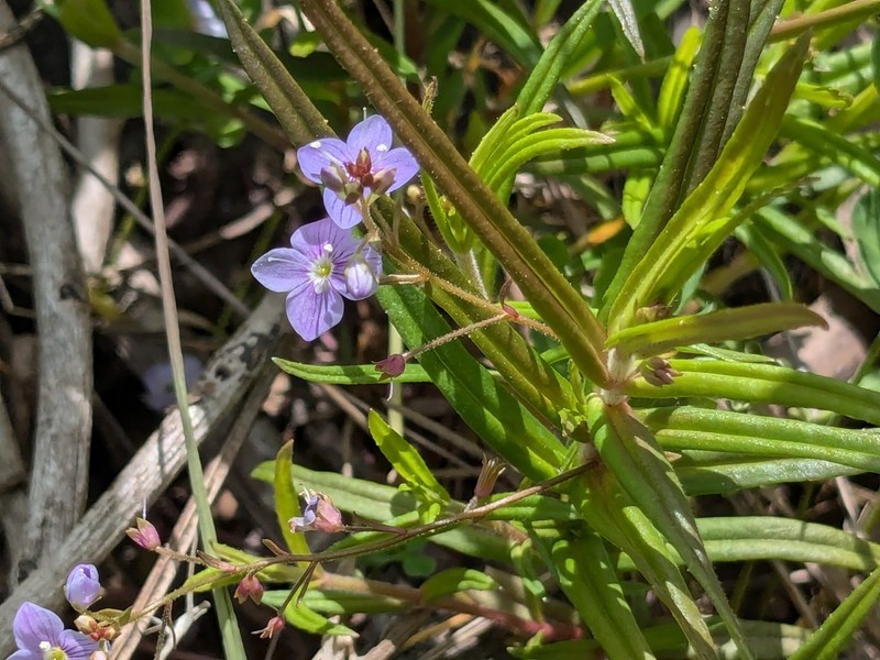 Skullcap Speedwell photo 5