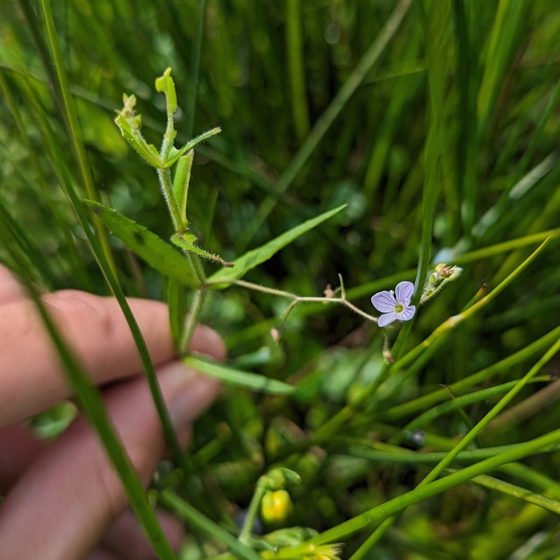 Skullcap Speedwell photo 6