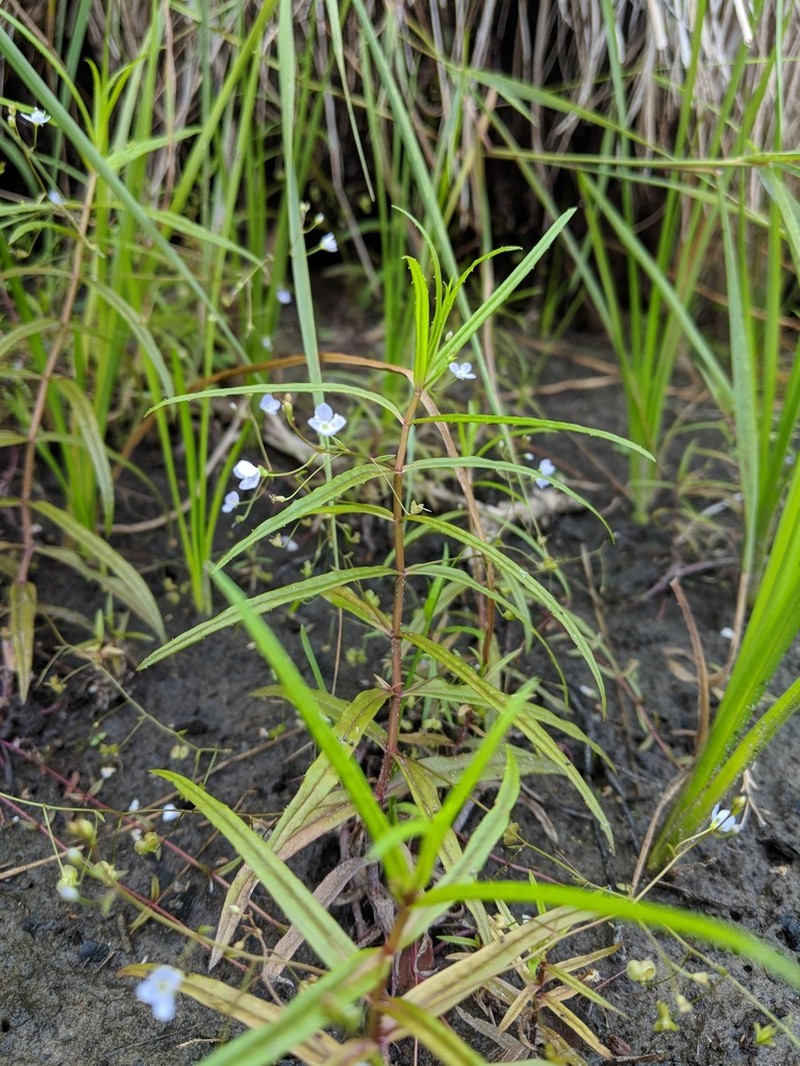 Skullcap Speedwell photo 8