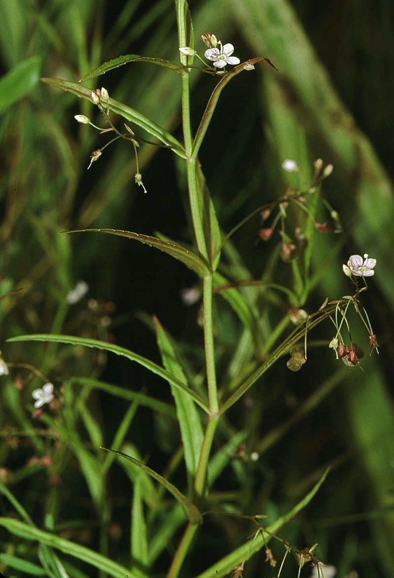 Skullcap Speedwell