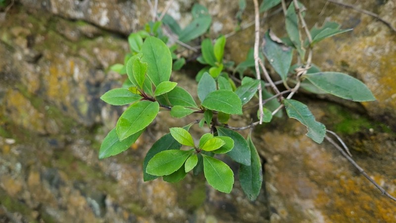 Veronica senex photo 7