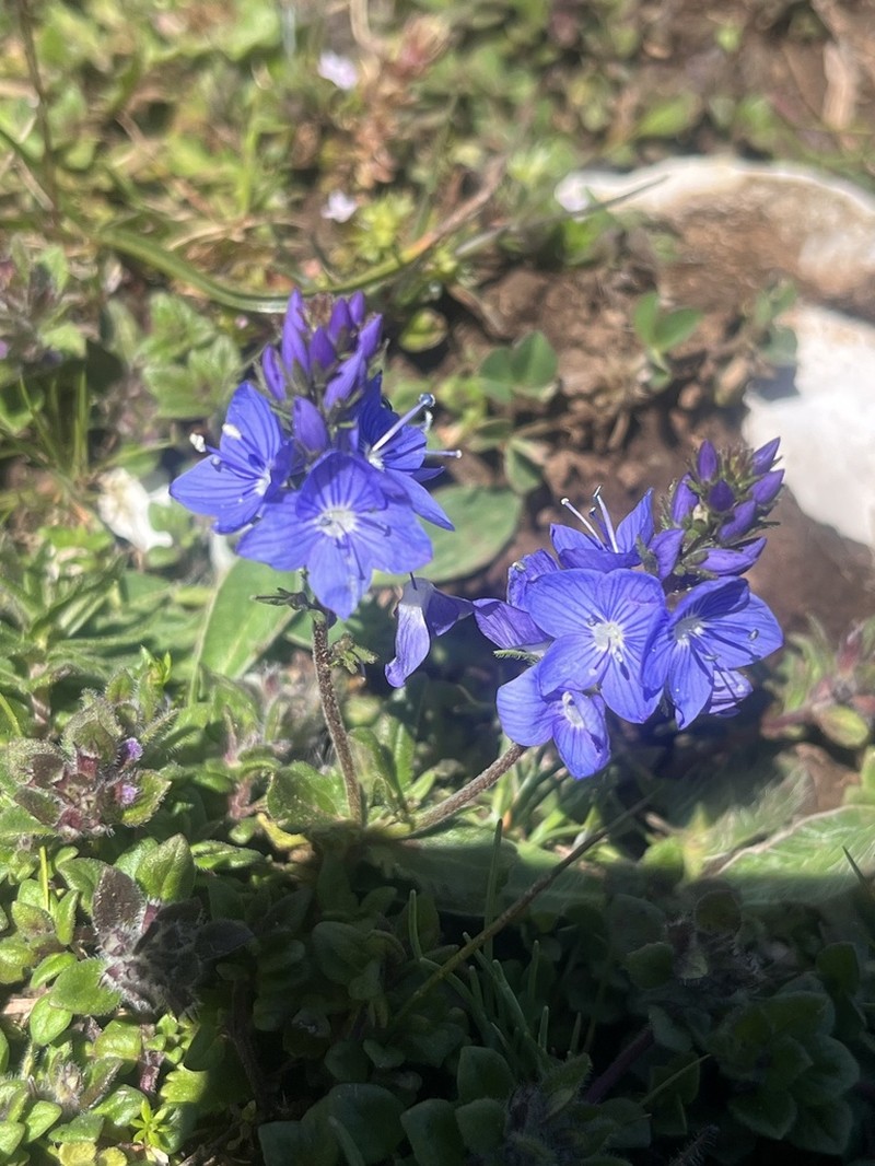 Veronica sennenii