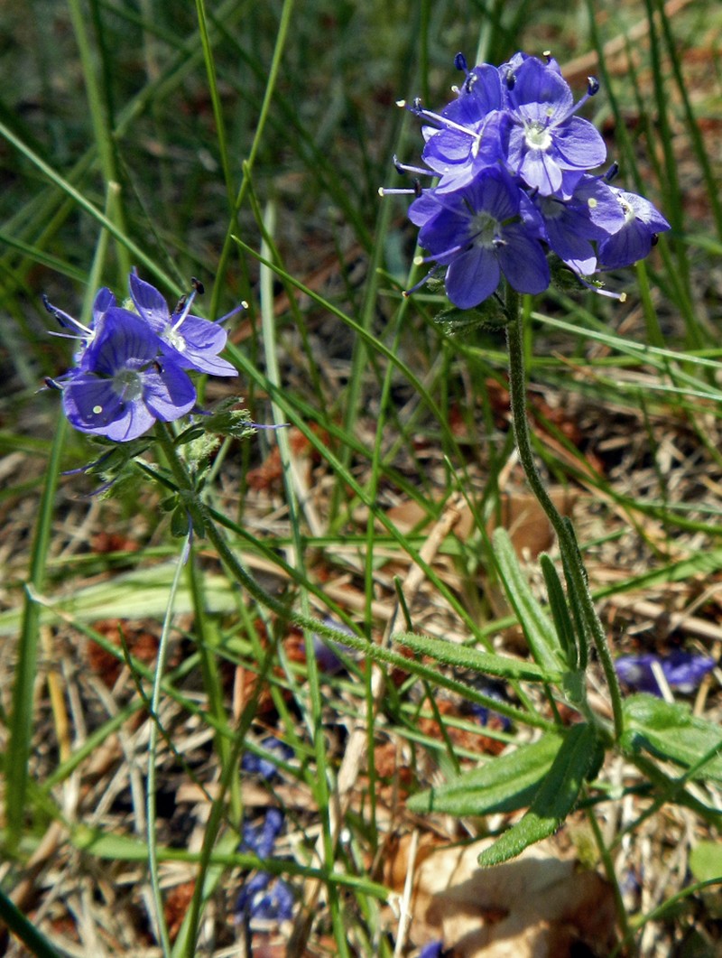 Veronica sennenii photo 2