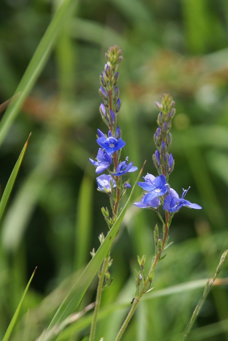 Veronica sennenii photo 3