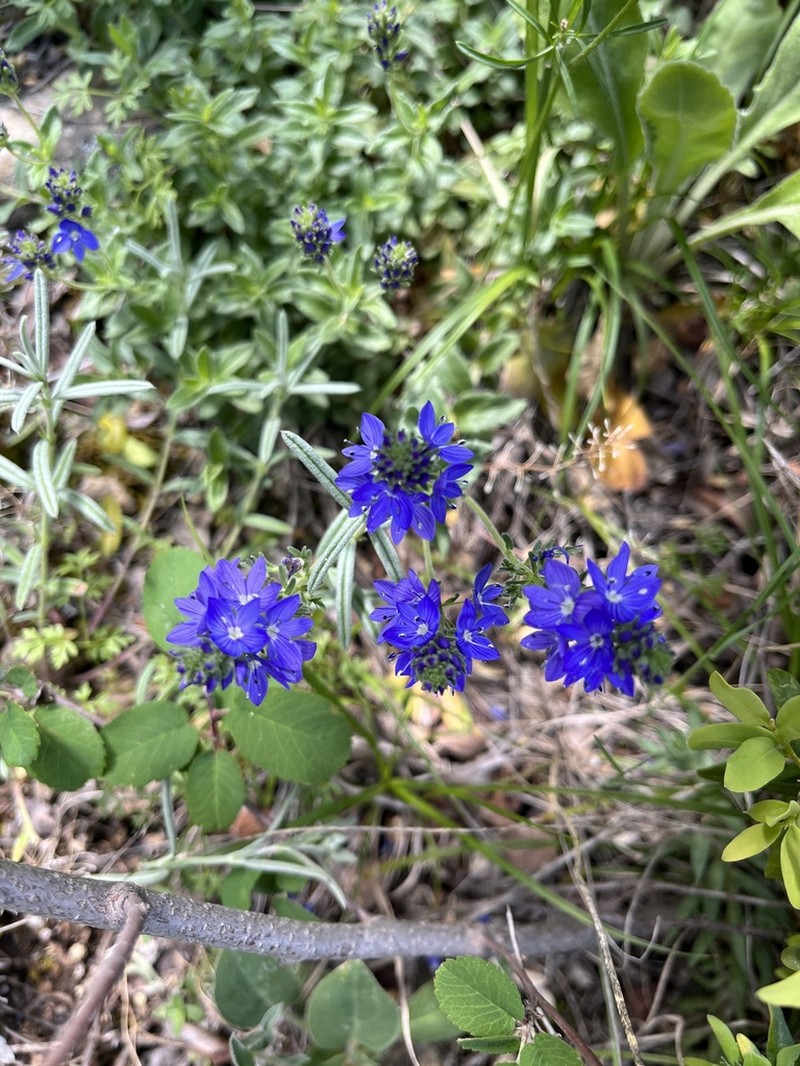 Veronica sennenii photo 4