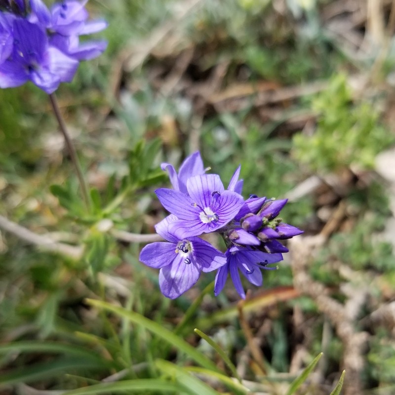 Veronica sennenii photo 5