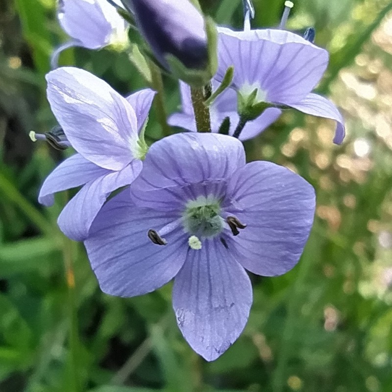 Veronica sennenii photo 6