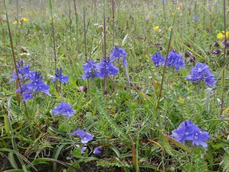 Veronica sennenii photo 7