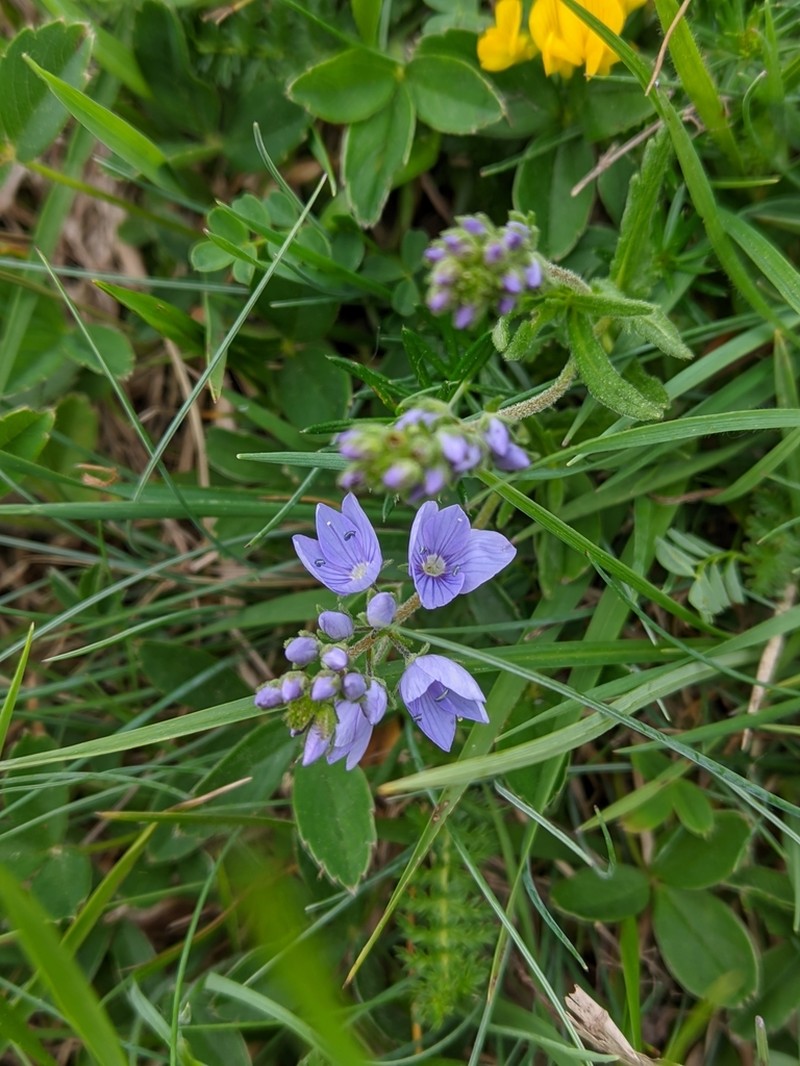 Veronica sennenii photo 8