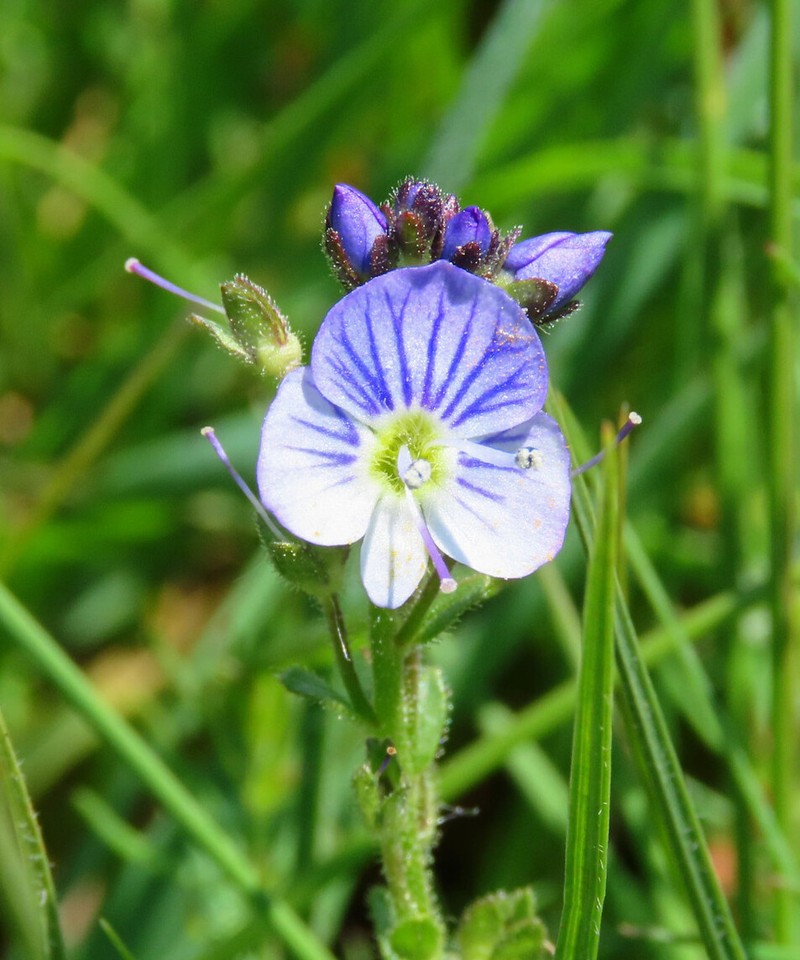 Thymeleaf Speedwell photo 4
