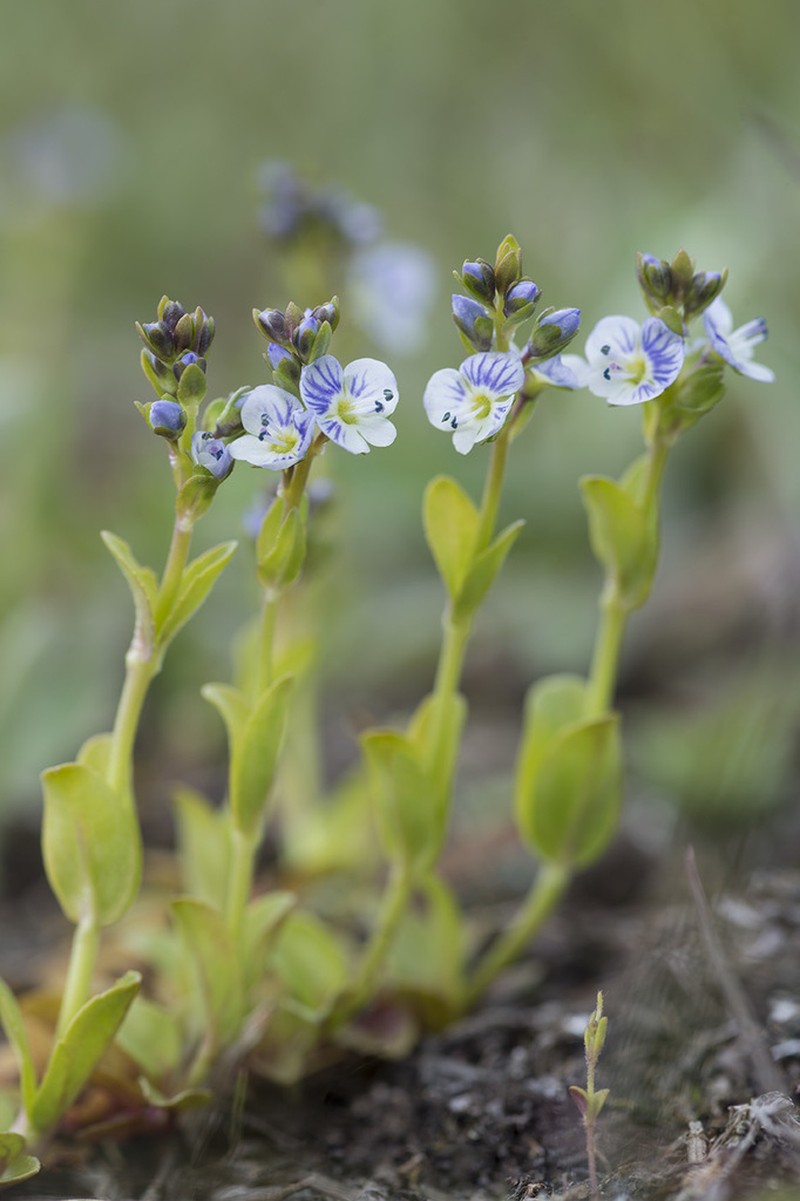 Thymeleaf Speedwell photo 5