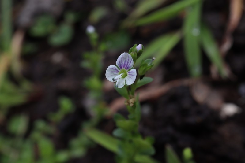 Thymeleaf Speedwell photo 6