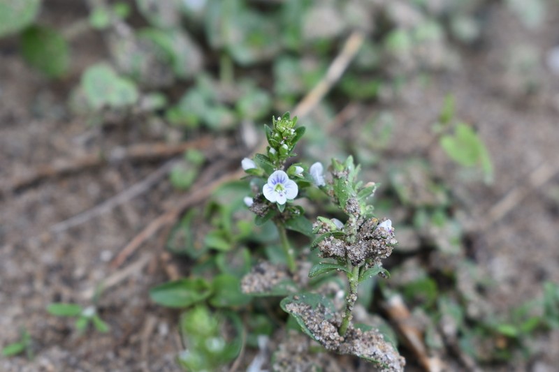Thymeleaf Speedwell photo 7