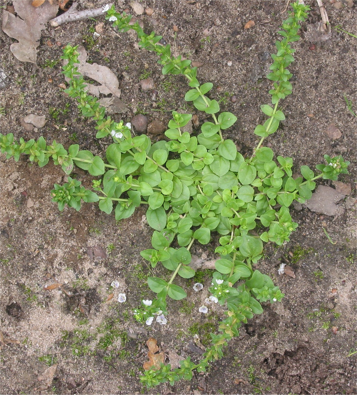 Thymeleaf Speedwell photo 2