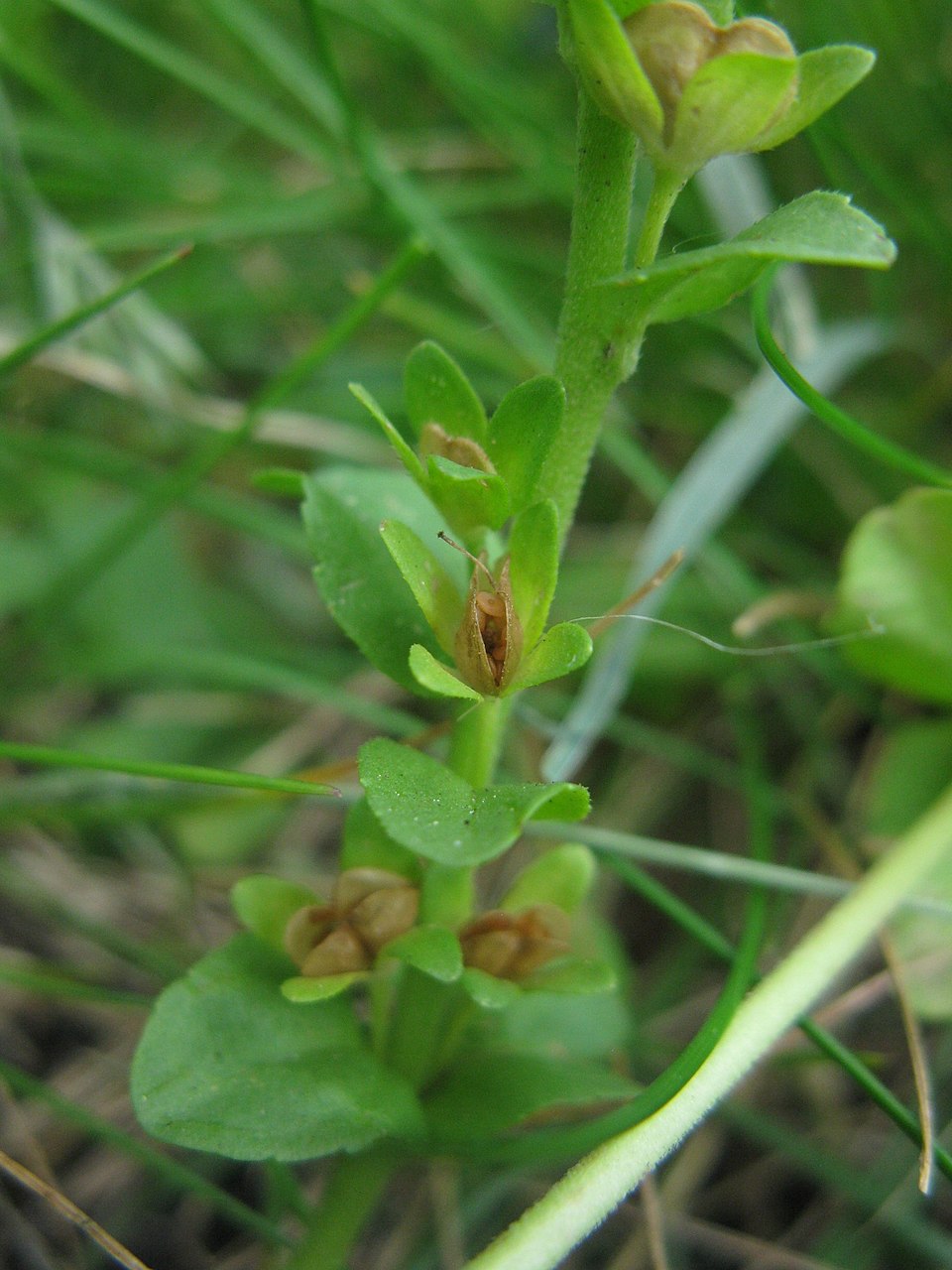 Thymeleaf Speedwell photo 3