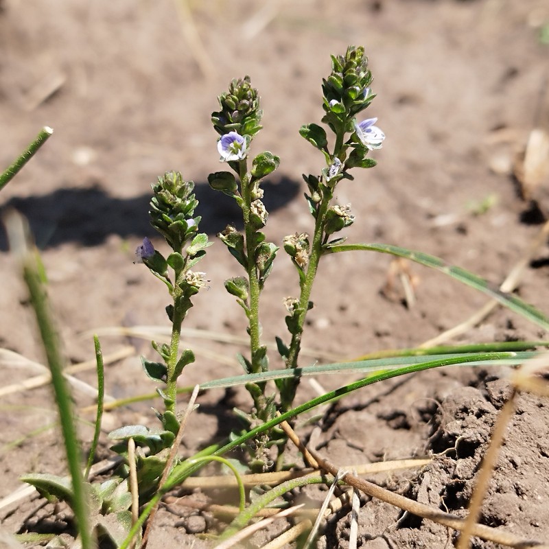 Veronica serpyllifolia var. humifusa
