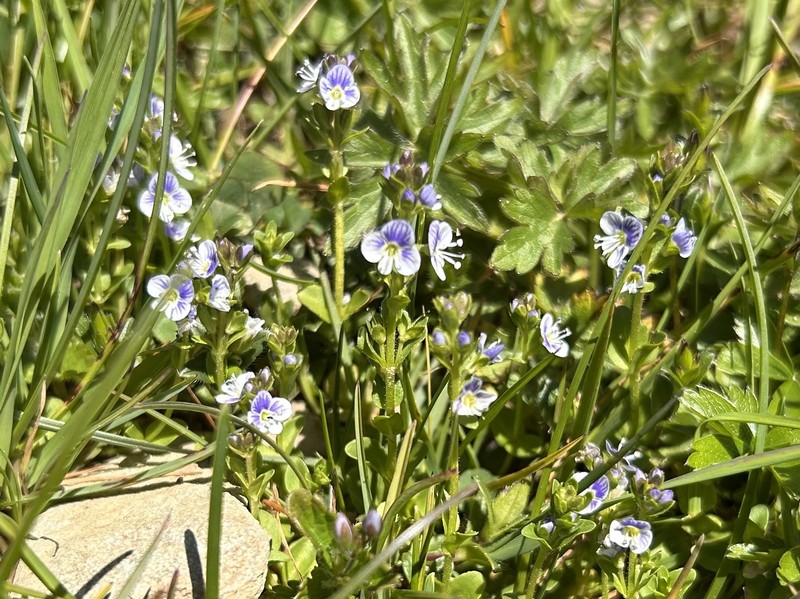 Veronica serpyllifolia var. humifusa photo 2