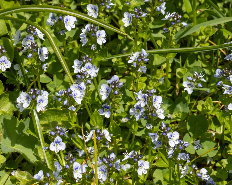 Veronica serpyllifolia var. humifusa photo 3