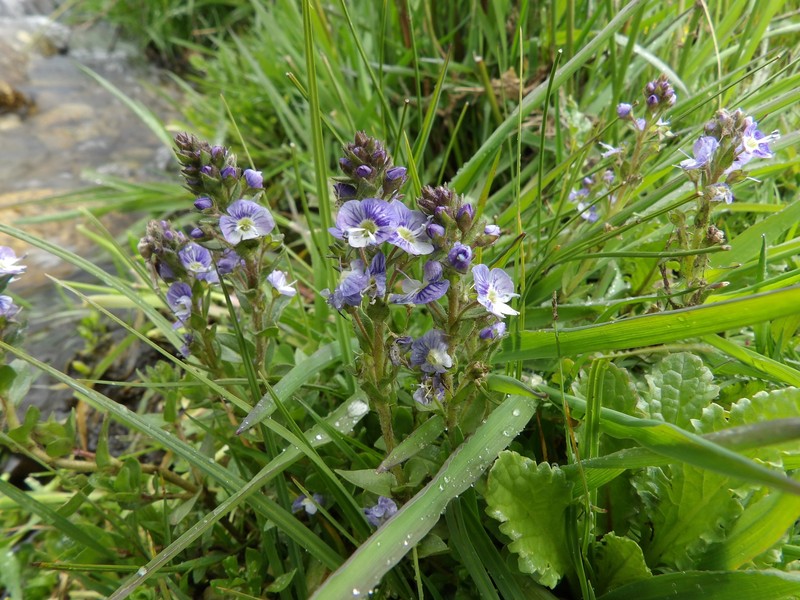 Veronica serpyllifolia var. humifusa photo 4