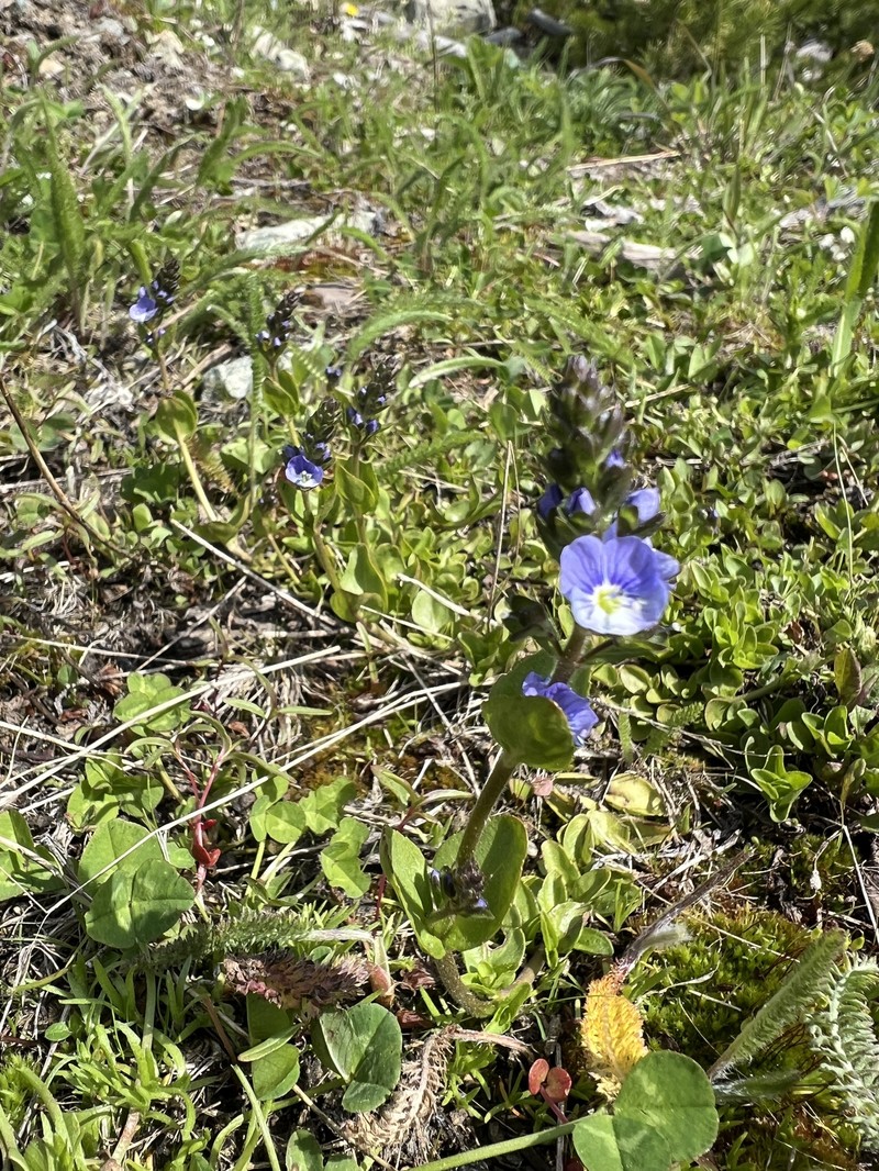 Veronica serpyllifolia var. humifusa photo 5