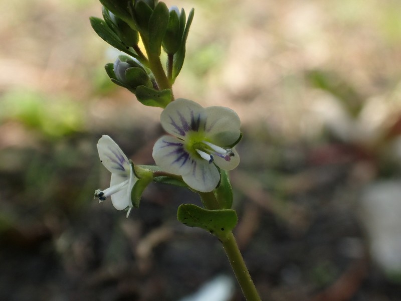 Veronica serpyllifolia var. humifusa photo 6