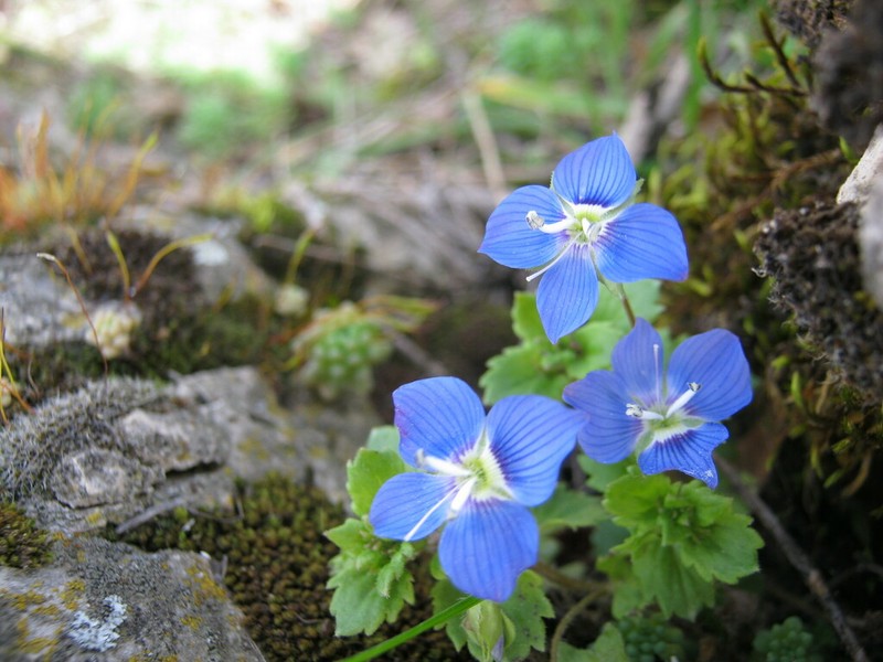 Veronica siaretensis