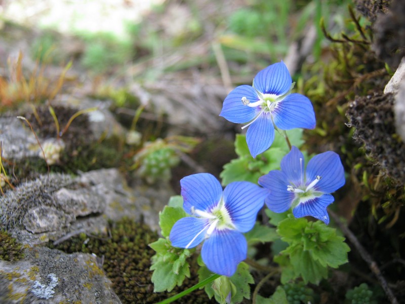 Veronica siaretensis photo 2