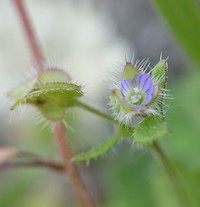 Veronica sibthorpioides