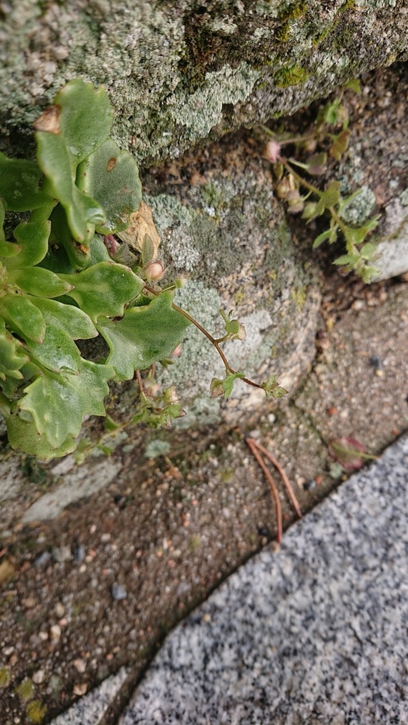 Veronica sibthorpioides photo 2