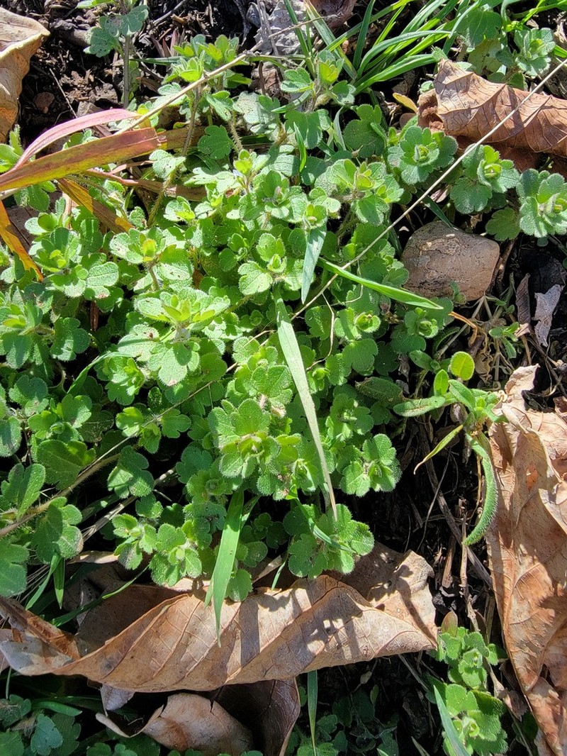 Veronica sibthorpioides photo 3