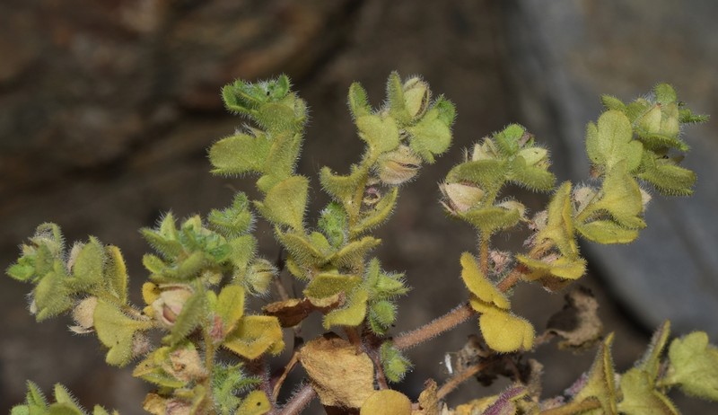 Veronica sibthorpioides photo 4
