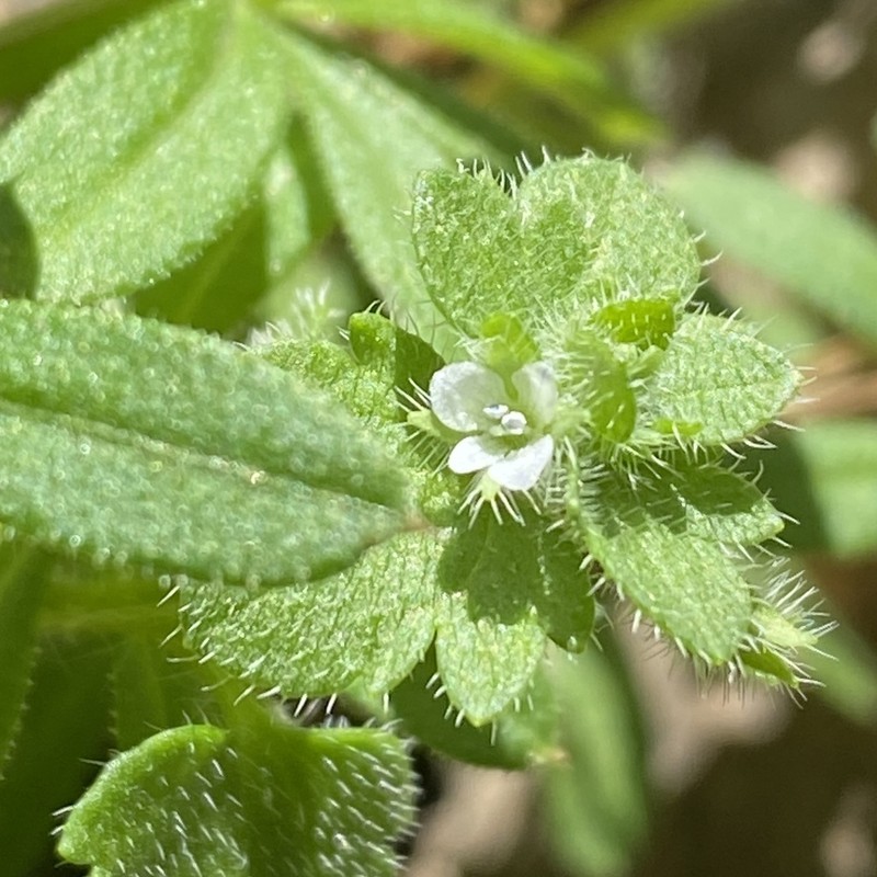 Veronica sibthorpioides photo 5
