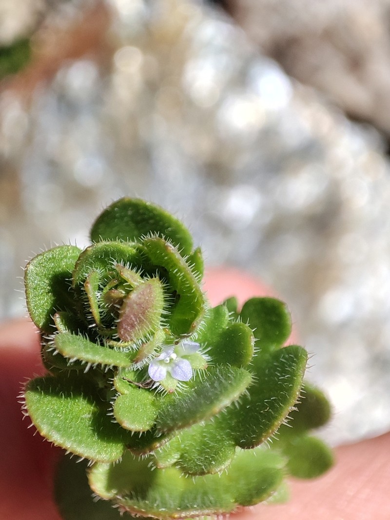 Veronica sibthorpioides photo 6
