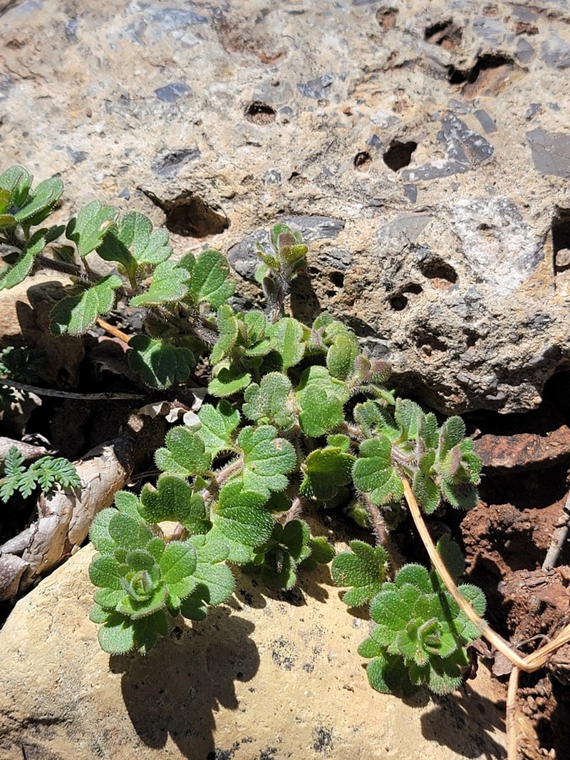 Veronica sibthorpioides photo 7