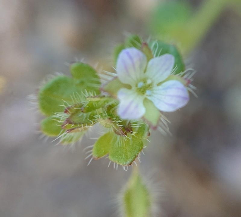 Veronica sibthorpioides photo 8