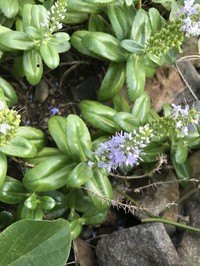 Veronica sieboldiana
